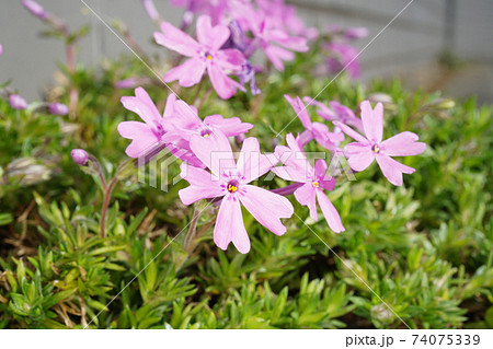 シバザクラ シバザクラ 74075339