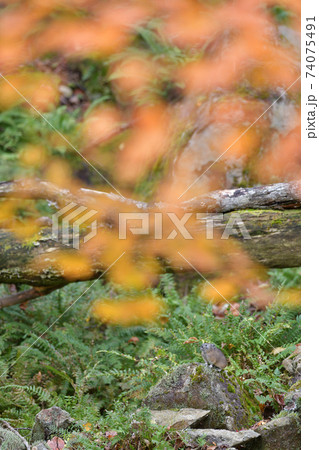 紅葉とナキウサギ 紅葉とナキウサギ 74075491