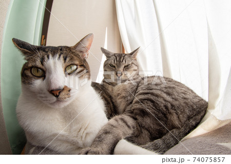 窓辺でくつろぐ猫 キジトラ・サバトラ猫 窓辺でくつろぐ猫 キジトラ・サバトラ猫 74075857
