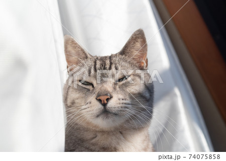 眩しそうな顔 サバトラ猫 眩しそうな顔 サバトラ猫 74075858