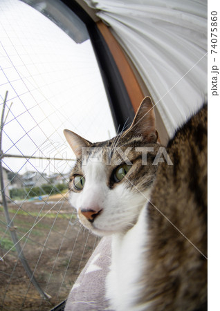 窓辺の猫(魚眼レンズ)キジトラ猫 窓辺の猫(魚眼レンズ)キジトラ猫 74075860