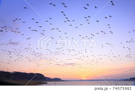冬の伊豆沼の朝の飛び立ち 74075982