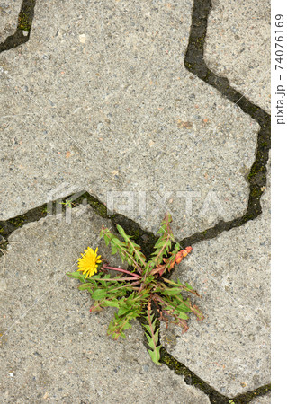 Top view of yellow dandelion flower between grey paving stones. Top view of yellow dandelion flower between grey paving stones. 74076169