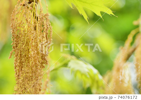 Acer negundo or ash-leaved maple, is a species of maple native. 74076172