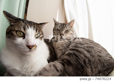 窓辺でくつろぐ猫 キジトラ・サバトラ猫 窓辺でくつろぐ猫 キジトラ・サバトラ猫 74076224