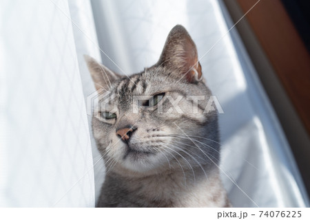 眩しそうな顔 サバトラ猫 眩しそうな顔 サバトラ猫 74076225