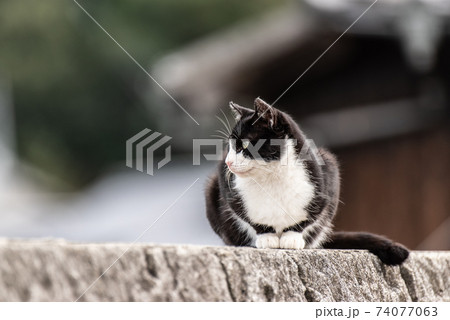猫がいる風景 74077063