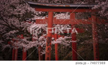 京都府 竹中稲荷神社 桜 京都府 竹中稲荷神社 桜 74077369