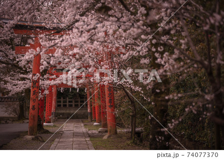 京都府 竹中稲荷神社 桜 74077370