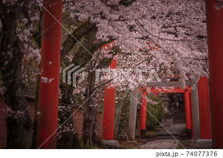 京都府 竹中稲荷神社 桜 74077376