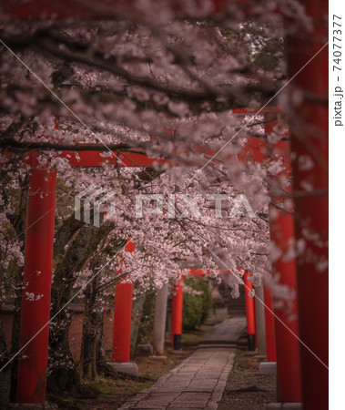 京都府 竹中稲荷神社 桜 74077377