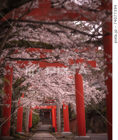 京都府 竹中稲荷神社 桜 74077394