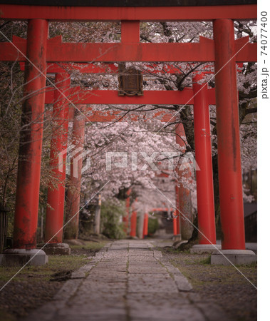 京都府 竹中稲荷神社 桜の写真素材