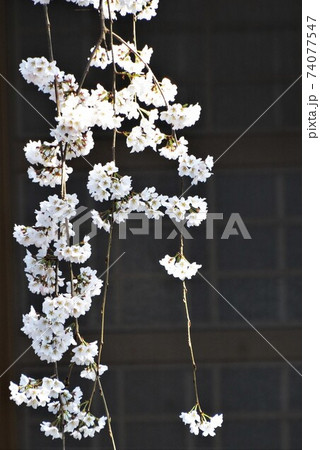 犬山市の圓明寺のシダレザクラ 74077547
