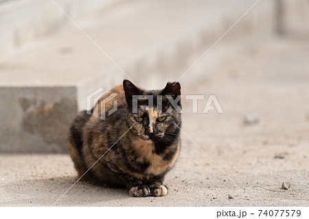 リラックスする野良猫　さび猫 74077579