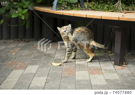 可愛い野良猫：東京 74077880