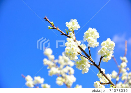 奄美大島　白いヒカンザクラ 74078056