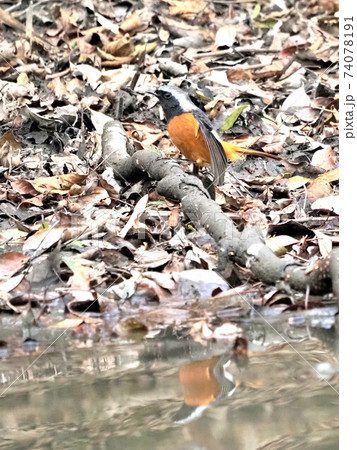 公園のジョウビタキ雄 公園のジョウビタキ雄 74078191