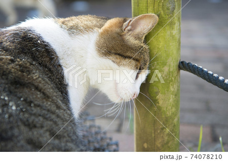 東京の可愛い野良猫 74078210