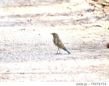 公園のルリビタキ雄若鳥 公園のルリビタキ雄若鳥 74078754