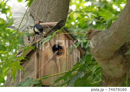 緑の木にある 巣箱のヒナに口移しで餌を与える白黒の小鳥3 シジュウカラの写真素材