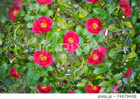 生花万華鏡・さざんか12 生花万華鏡・さざんか12 74079408