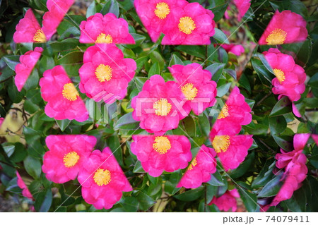 生花万華鏡・さざんか9 74079411