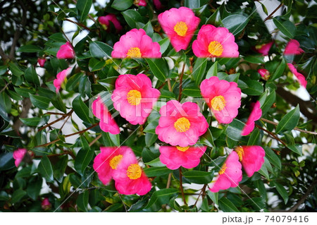 生花万華鏡・さざんか4 生花万華鏡・さざんか4 74079416