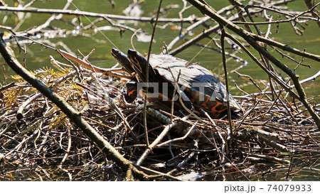 Two turtles relaxing Two turtles relaxing 74079933