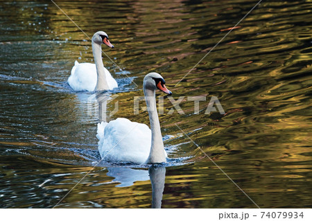 Couple of swans swimming 74079934