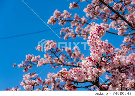 糸川遊歩道の熱海さくら 糸川遊歩道の熱海さくら 74080542