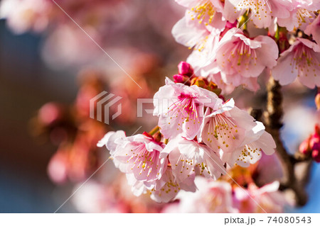 糸川遊歩道の熱海さくら 糸川遊歩道の熱海さくら 74080543