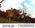 鹿の顔 74080668