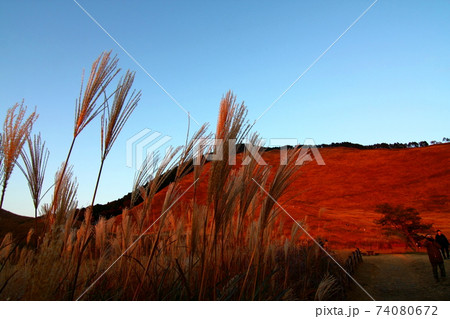 ススキ 74080672