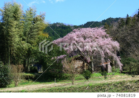 田舎の桜の木 田舎の桜の木 74081819
