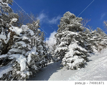 2021年の福島県のグランデコスキーリゾートの雪の積もった木 2021年の福島県のグランデコスキーリゾートの雪の積もった木 74081871