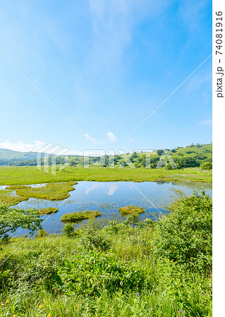 夏の八島ヶ原湿原（八島湿原） 74081916