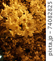 夜桜 74082825