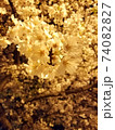 夜桜 74082827