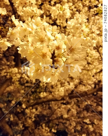 夜桜 74082827