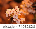 夜桜 74082828