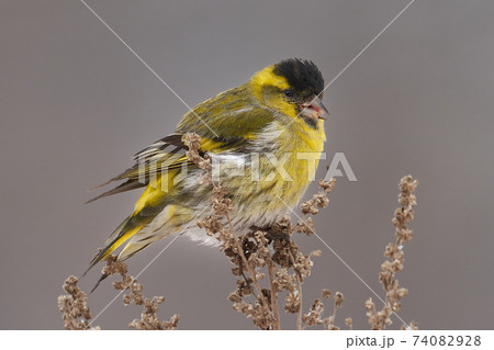 Bird - Eurasian Siskin ( Spinus spinus ) male ssits on dry grass and eats last year's seeds. Cloudy winter day. Close-up. 74082928