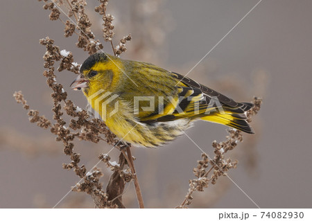 Bird - Eurasian Siskin ( Spinus spinus ) male ssits on dry grass and eats last year's seeds. Cloudy winter day. Close-up. 74082930