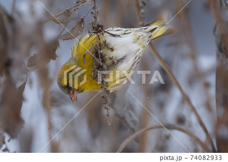 Bird - Eurasian Siskin ( Spinus spinus ) male ssits on dry grass and eats last year's seeds. Cloudy winter day. Close-up. 74082933