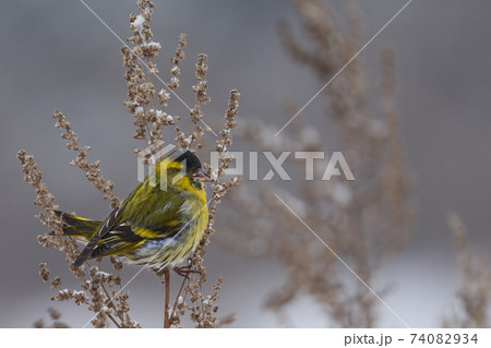 Bird - Eurasian Siskin ( Spinus spinus ) male ssits on dry grass and eats last year's seeds. Cloudy winter day. Close-up. Bird - Eurasian Siskin ( Spinus spinus ) male ssits on dry grass and eats last year's seeds. Cloudy winter day. Close-up. 74082934
