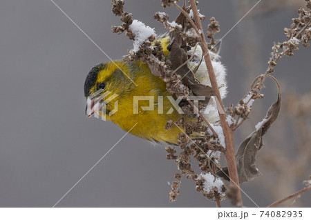 Bird - Eurasian Siskin ( Spinus spinus ) male ssits on dry grass and eats last year's seeds. Cloudy winter day. Close-up. 74082935
