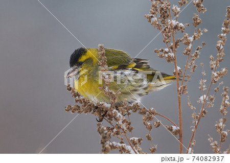 Bird - Eurasian Siskin ( Spinus spinus ) male ssits on dry grass and eats last year's seeds. Cloudy winter day. Close-up Bird - Eurasian Siskin ( Spinus spinus ) male ssits on dry grass and eats last year's seeds. Cloudy winter day. Close-up 74082937