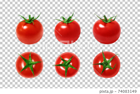 Midi Tomato Illustration Real Midi Tomato Illustration Real 74083149