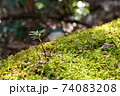 苔むす倒木に芽生える新しい息吹 74083208