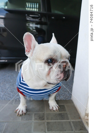 dog, french bulldog or white french bulldog 74084716